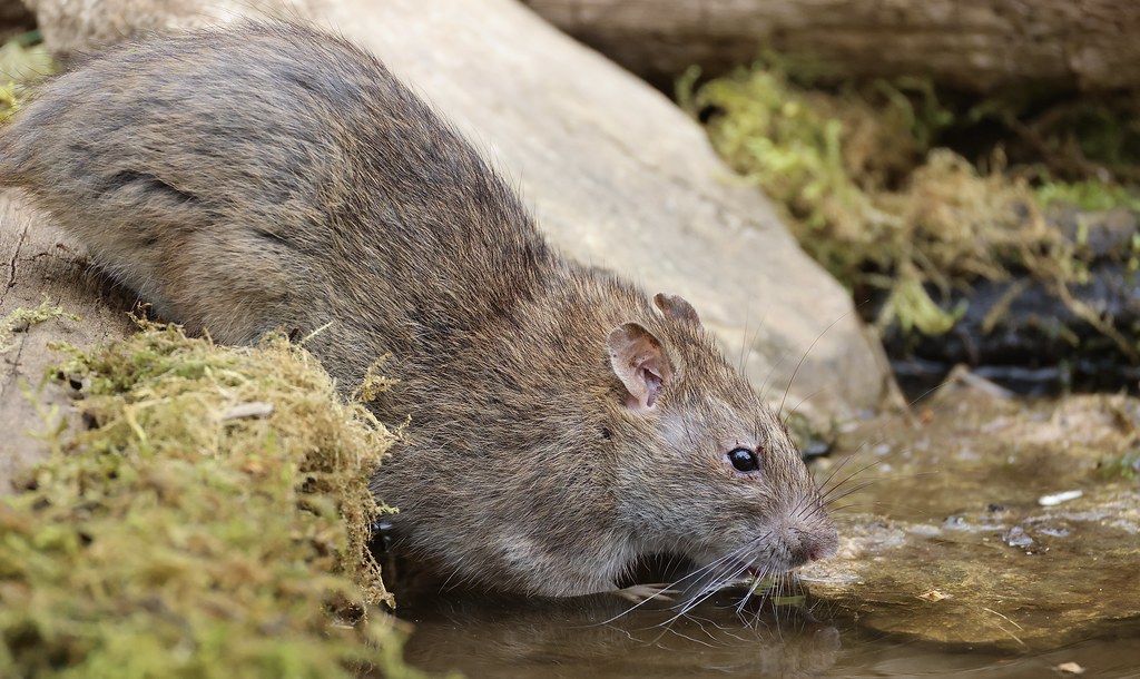 The rat | The Brown Rat has Greyish-brown fur, a prominent p… | Flickr