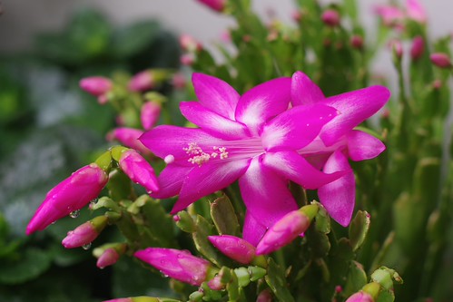 IMGP1296