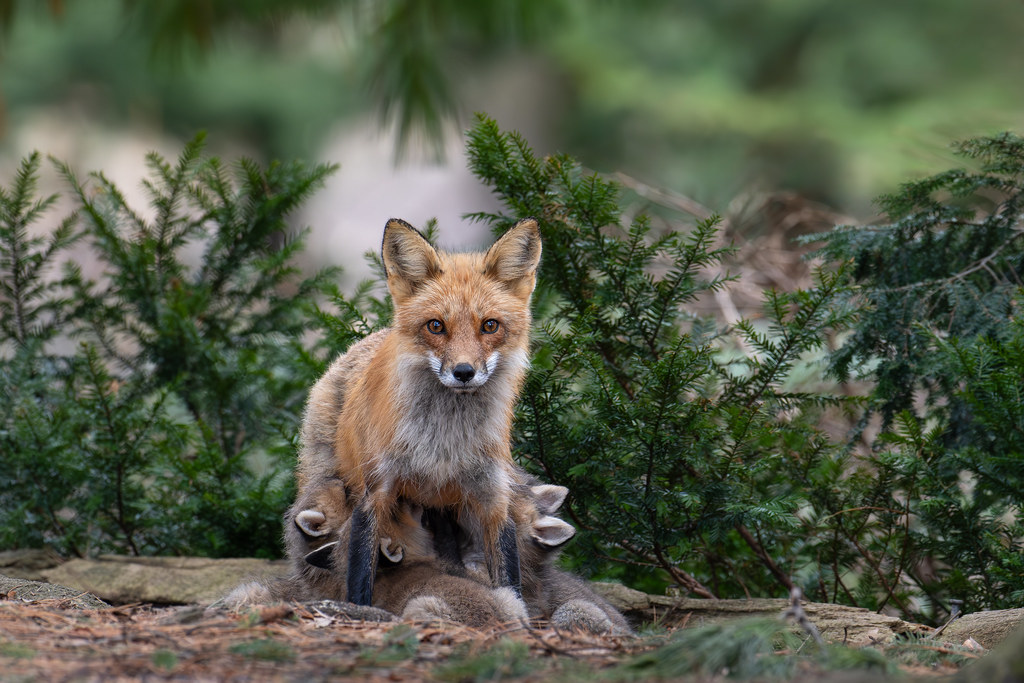 Renarde Rou Maman renarde et ses renardeaux | Montréal | Renard roux | R… | Flickr