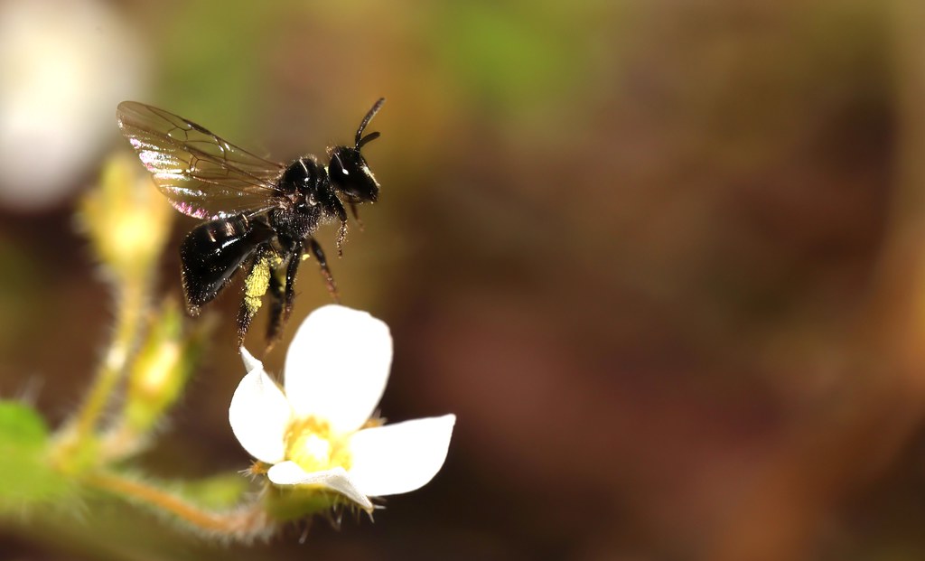 Reed bee | Blackdown tablelands NP Qld | Donna Sanders | Flickr