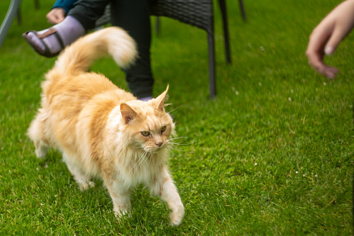 Friendly Cat | by Kybernautti