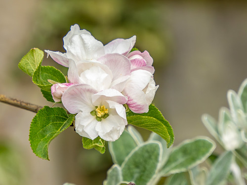 Apple Blossom 5