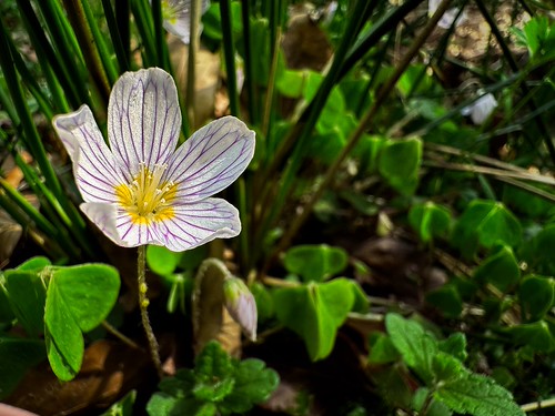 Pretty springtime | by jlgrand49