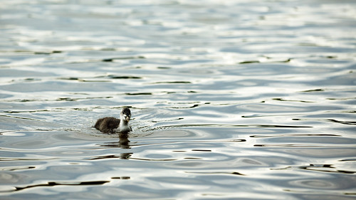 The Eurasian coot chick