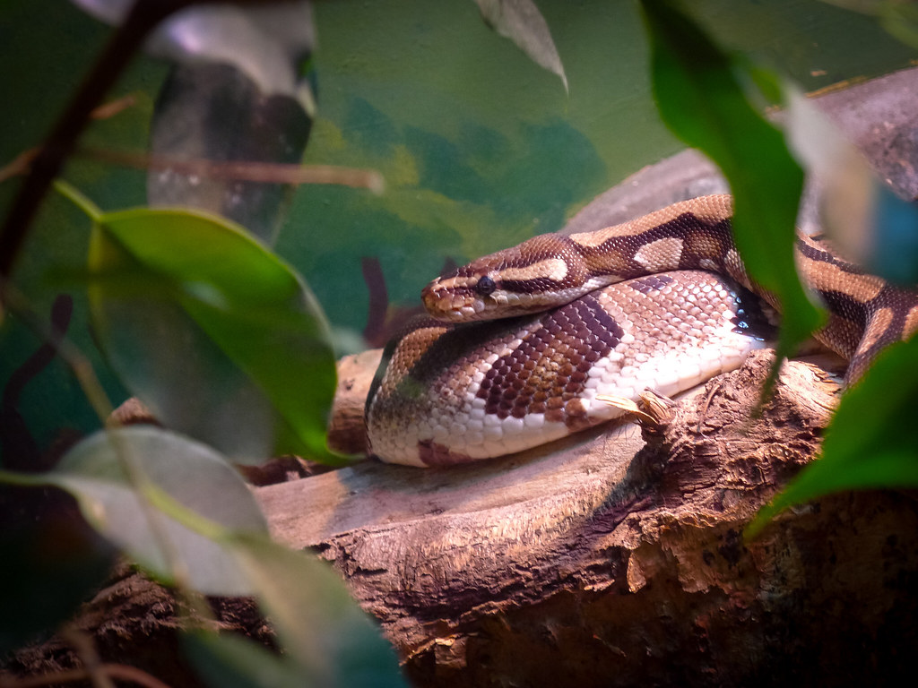 Python | Tony Blake | Flickr