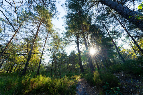 Butte de Sucremont by hbensliman, Fontainebleau forest landscape       
                 <a href="http://hbensliman.free.fr/Fontainebl