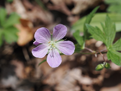 Wild Geranium | by jdf_92