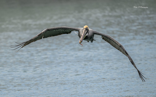 Brown pelican,adult | by Mike_FL