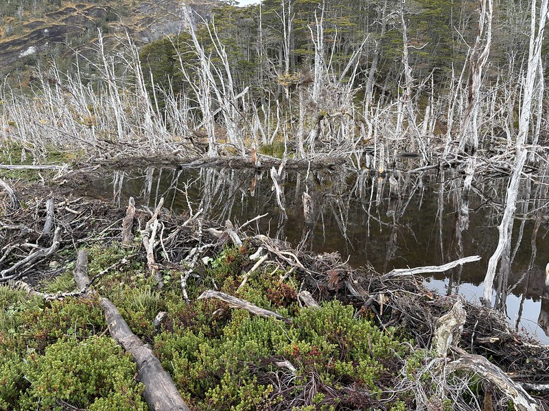 Beaver dam with dead trees