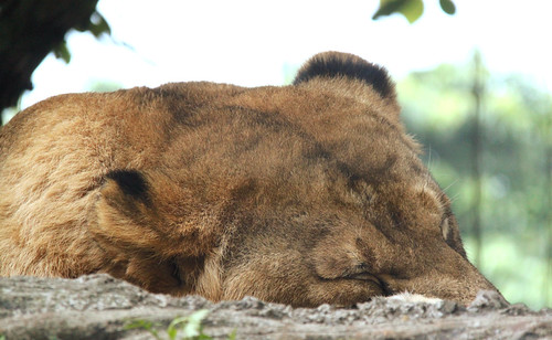 deep sleep ... [On Explore] | ~~~~~~~~~~~~~~~~~~~ On Explore… | Flickr
