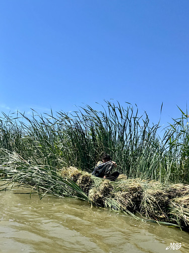 Mesopotamian marshes, Iraq