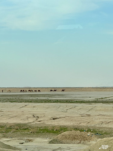 Wild camels, Iraq