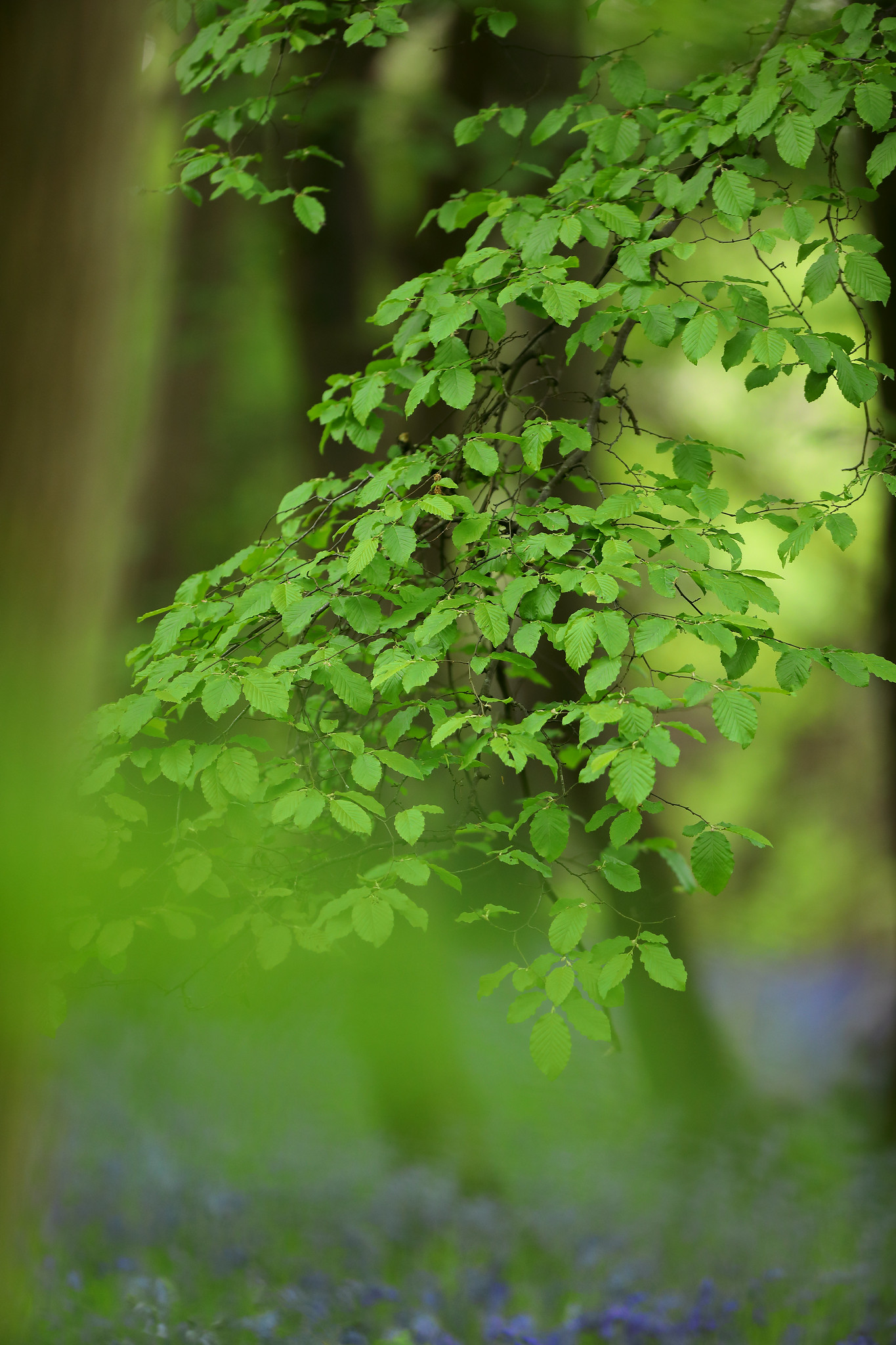 Beech leaves in Bluebell Wood