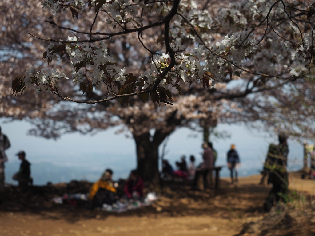 桜咲く棒ノ嶺