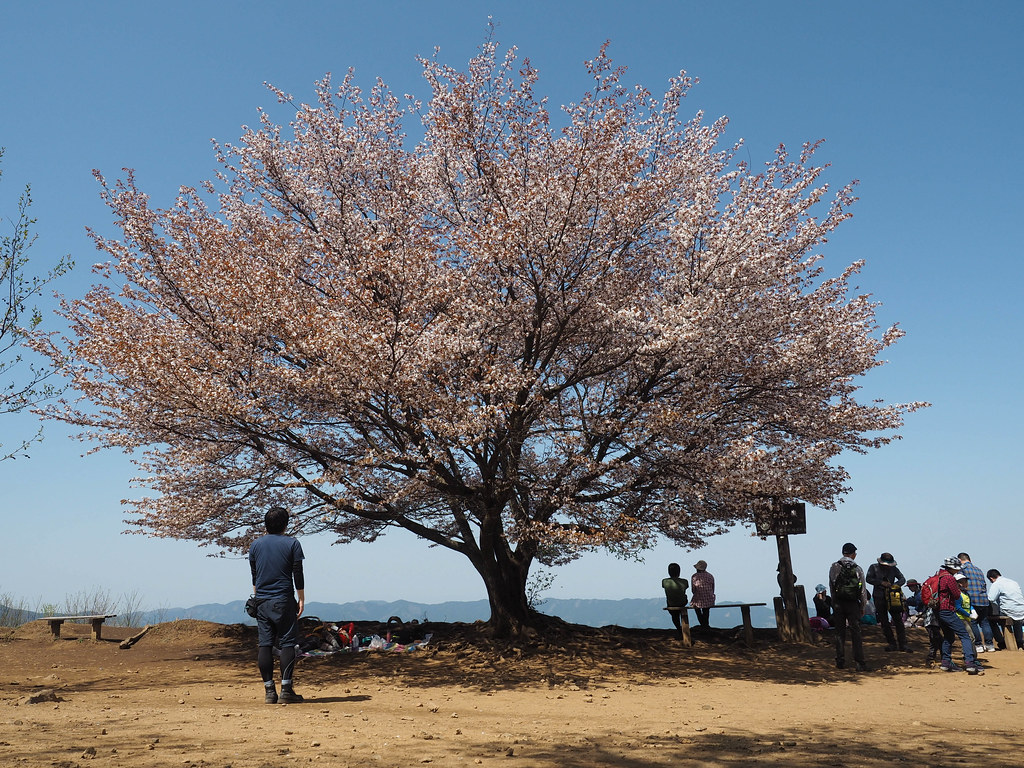 桜咲く棒ノ嶺