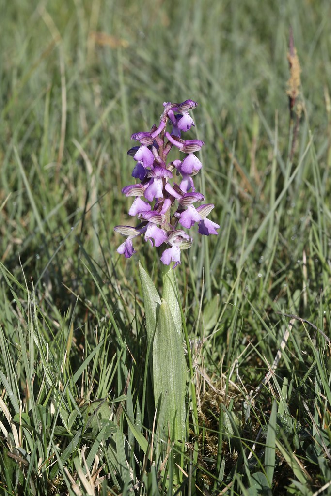 green-winged-orchid-anacamptis-morio-green-winged-orchid-flickr