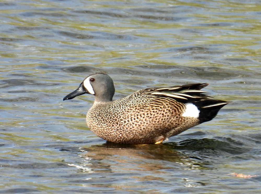 Blue-winged Teal, Irondequoit Bay Outlet © Eunice Thein, May 2nd, 2025