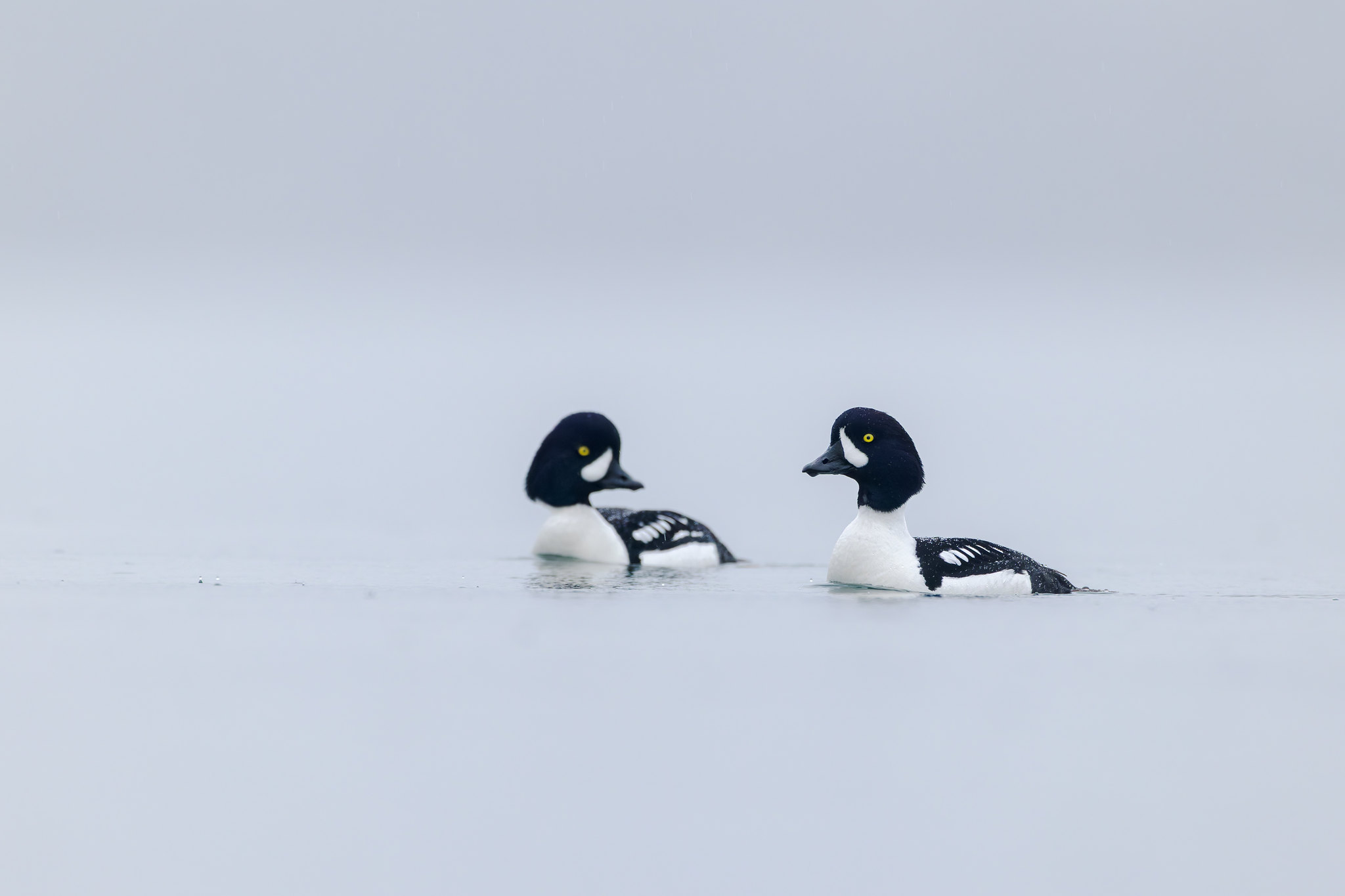 Bucephala islandica | Barrow's Goldeneye | islandsknipa