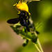 Violett Carpenter Bee