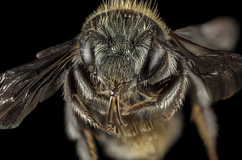 Osmia versicolor, F, Face, Greece, Aegean Islands, Lesvos, Mytilene_2015-02-19-16.24.37 ZS PMax | by droegesam