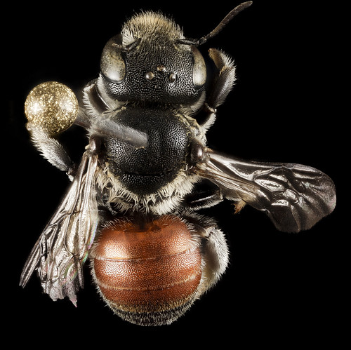 Osmia andrenoides, F, Back, Greece, Aegean Islands Lesvos Mytilene_2015-02-18-12.32.51 ZS PMax | by droegesam