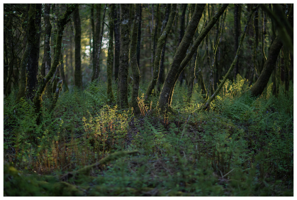 Barhill Wood Dalbeattie_MBP_1073 | Mike Bolam | Flickr