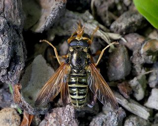 Caliprobola speciosa (mating) - Green Forest Hoverfly