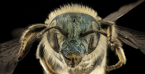 Osmia conjuncta, F, MD, face_2015-11-20-21.54 | by droegesam