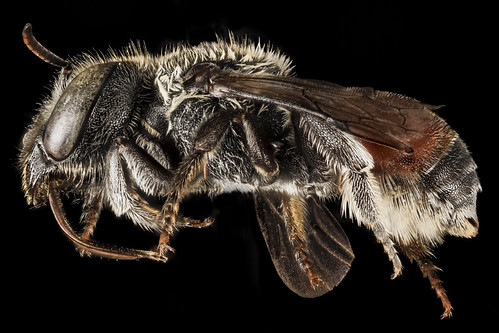 Osmia andrenoides, F, Side, Greece, Aegean Islands Lesvos Mytilene_2015-02-18-12.52.06 ZS PMax | by droegesam