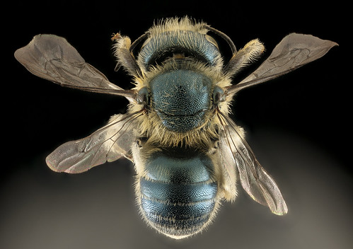 Osmia conjuncta, F, MD, back_2015-11-20-21.40 | by droegesam