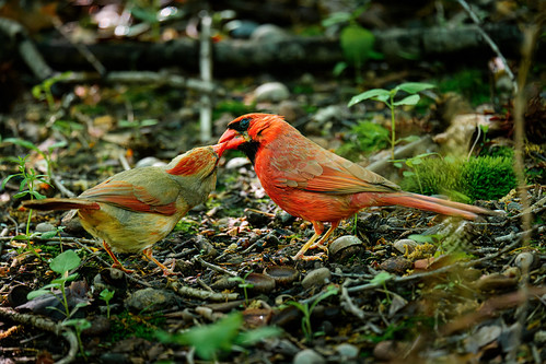 Web cardinal pair | by mtschappat@verizon.net