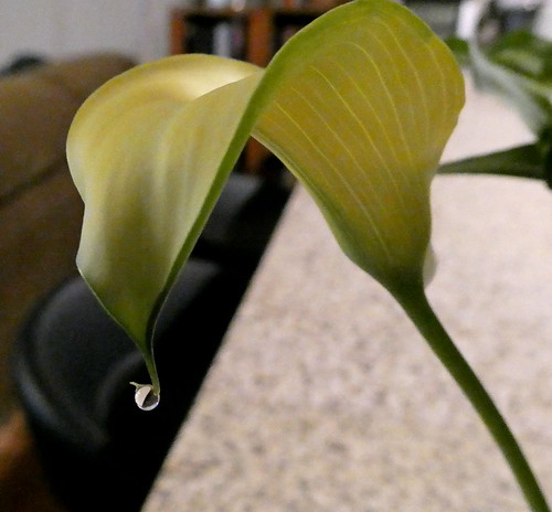 Calla Lily Guttation | by mudder_bbc