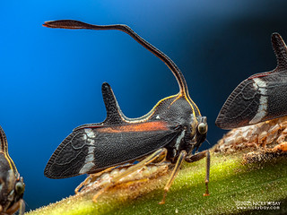 Treehopper (Pyrgauchenia cf. colorata) - P3281474