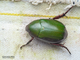 Shining leaf chafer beetle (Callistethus waterstraati) - P3270289