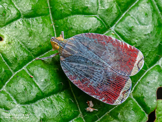 Planthopper (Lophopini) - P3281791