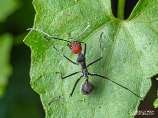 Ant (Camponotus singularis) - P3281691
