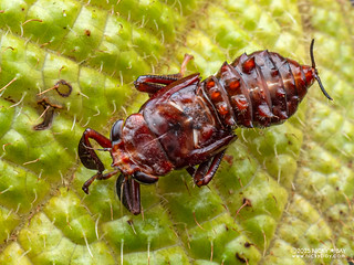 Leafhopper nymph (Drabescus sp.) - P3281666