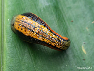 Leech (Haemadipsa sp.) - P3281603