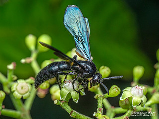 Hairy flower wasp (Scoliinae) - P3281608