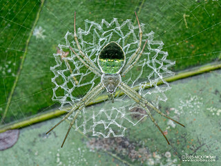 Cross orb weaver (Argiope chloreis) - P3281664