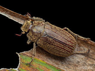 Scarab beetle (Scarabaeidae) - P3270260