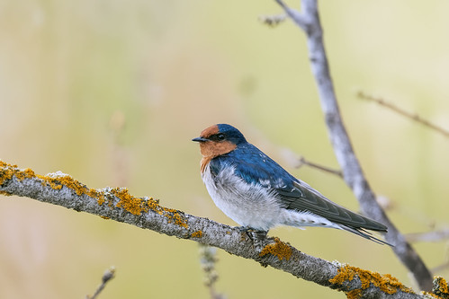Welcome Swallow
