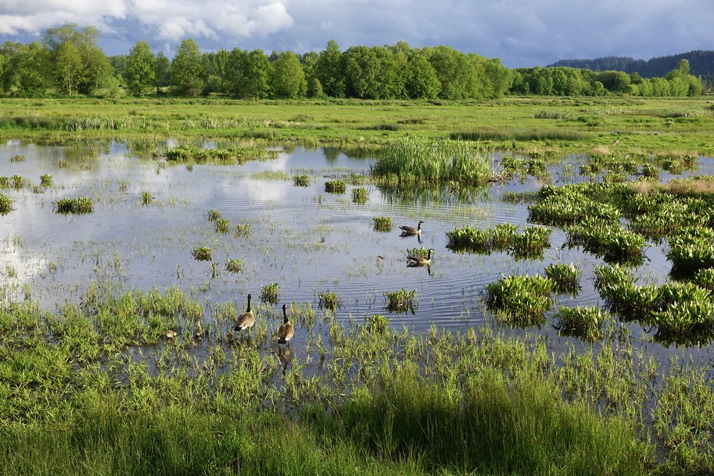 Billy Frank Jr. Nisqually National Wildlife Refuge