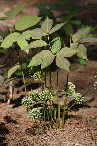 Wild Sarsaparilla | by pchgorman