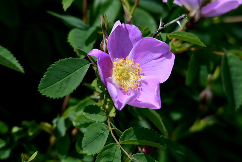 Wild Rose | by Neal D