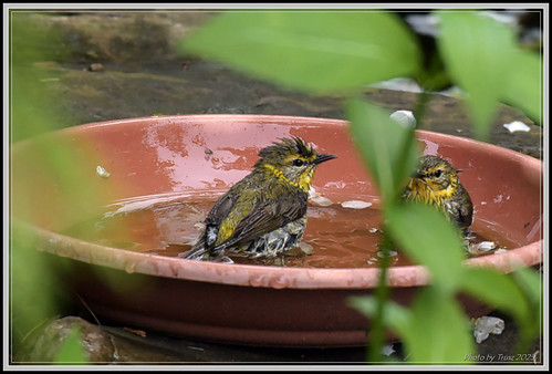 backyard_critters_003