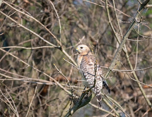 Backyard visitor | by mighytrek