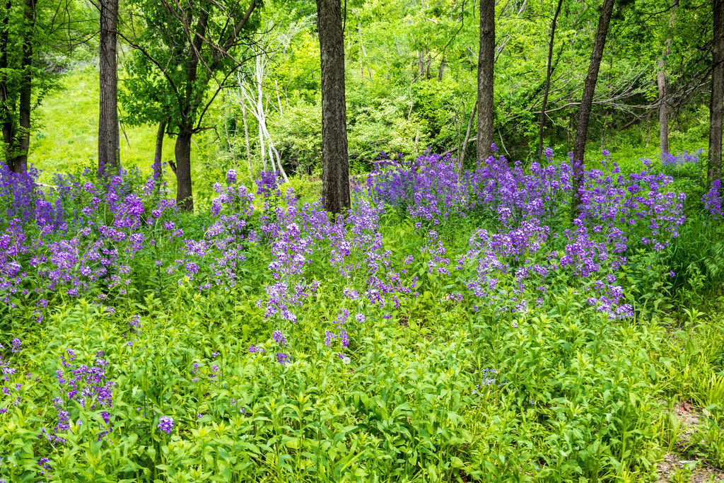 Honsey Farm-8
