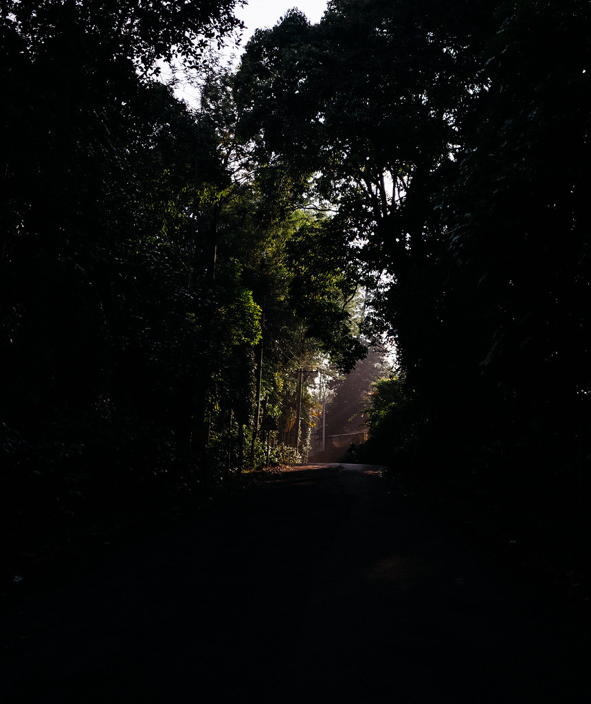 Morning Drive through the Woods