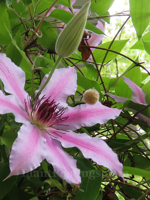 Clematis 'Nelly Moser'